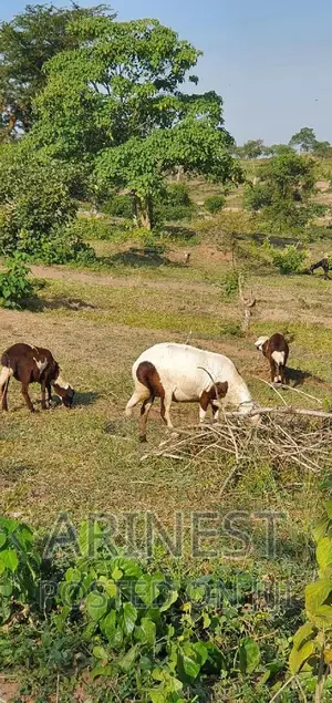 New Hermphire Sheep