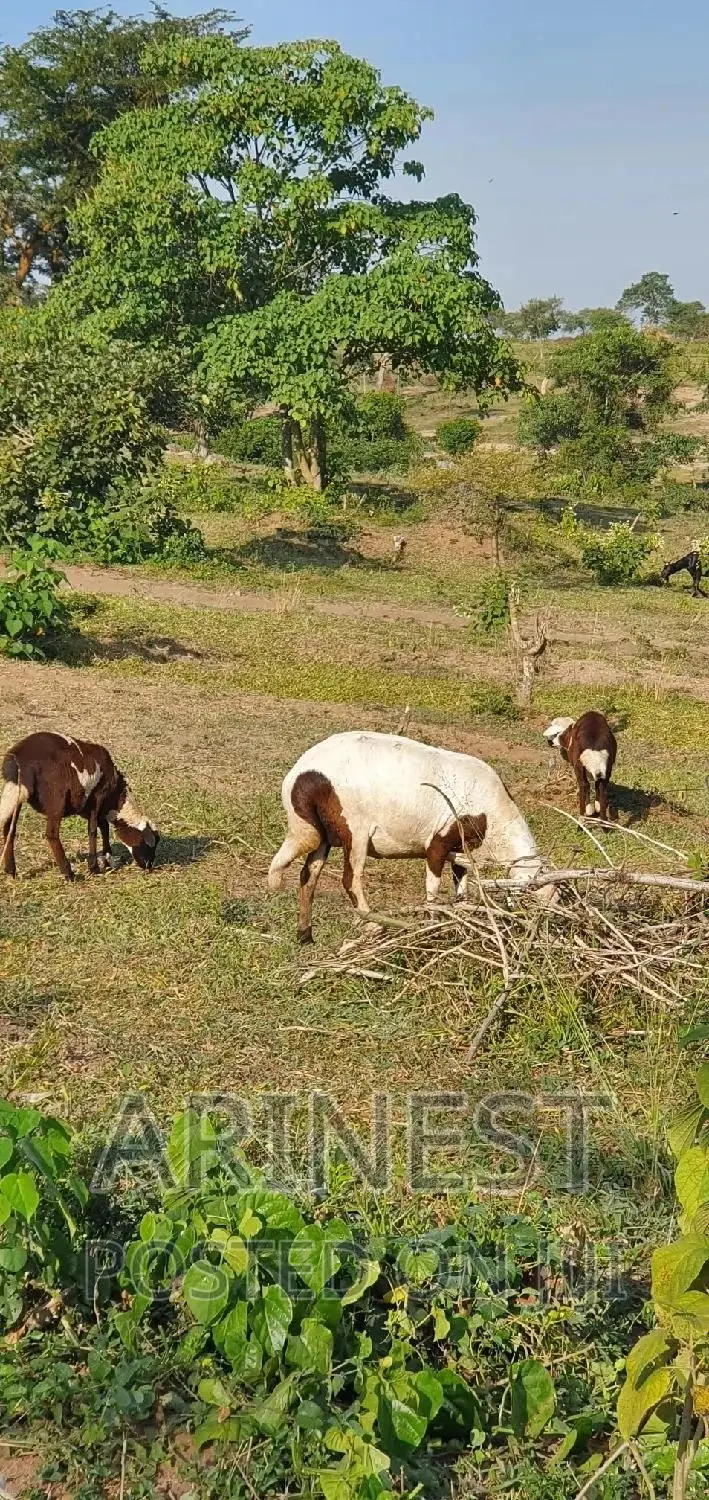 New Hermphire Sheep