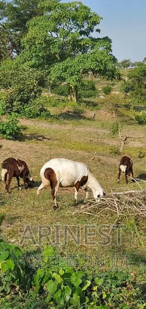 New Hermphire Sheep