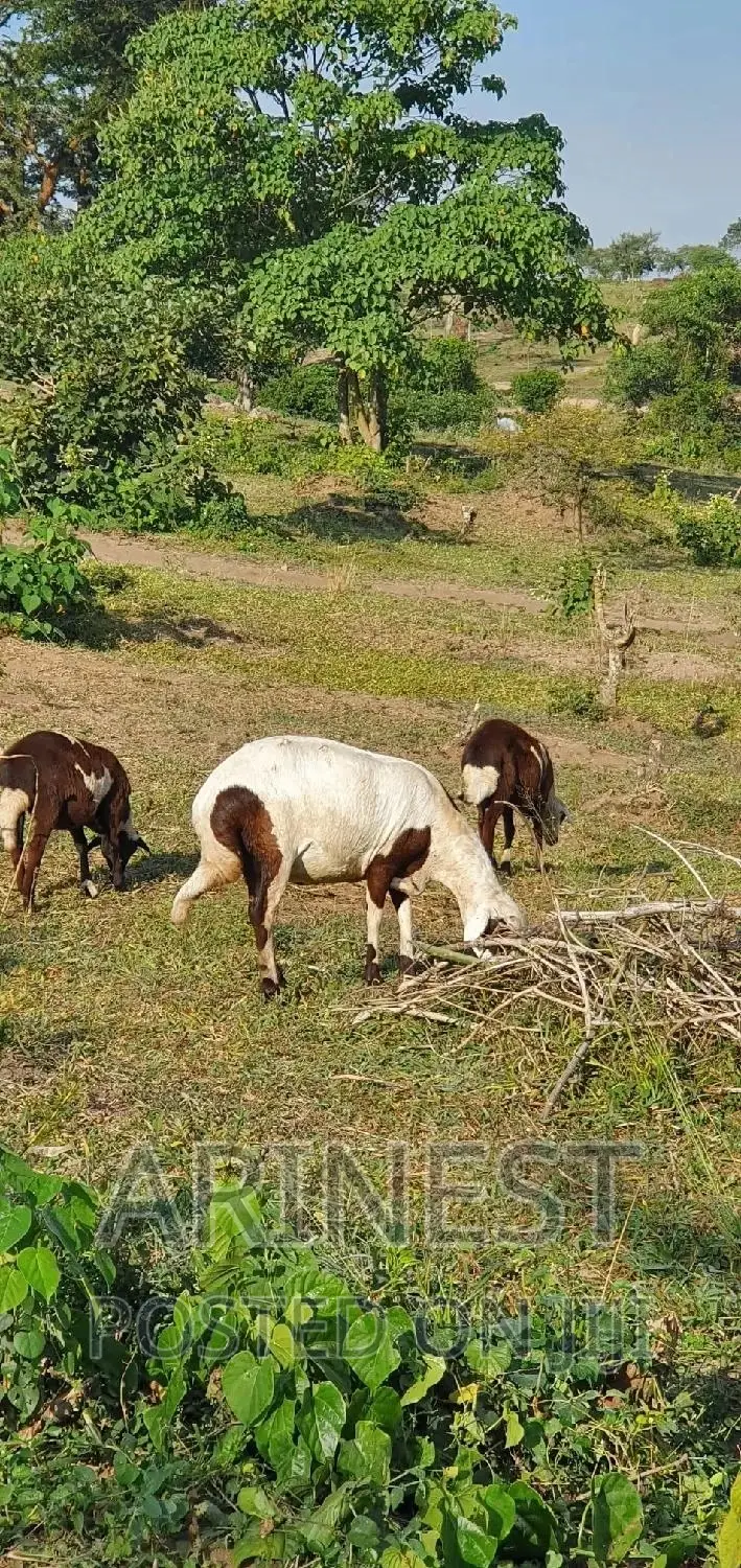 New Hermphire Sheep