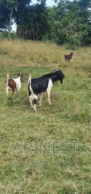 Boar Male 95% Breeding Ratio