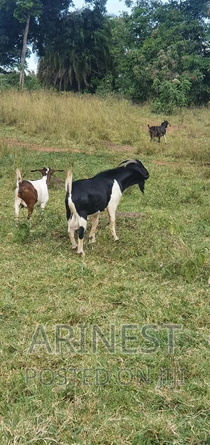 Boar Male 95% Breeding Ratio