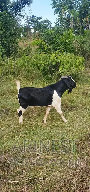 Boar Male 95% Breeding Ratio