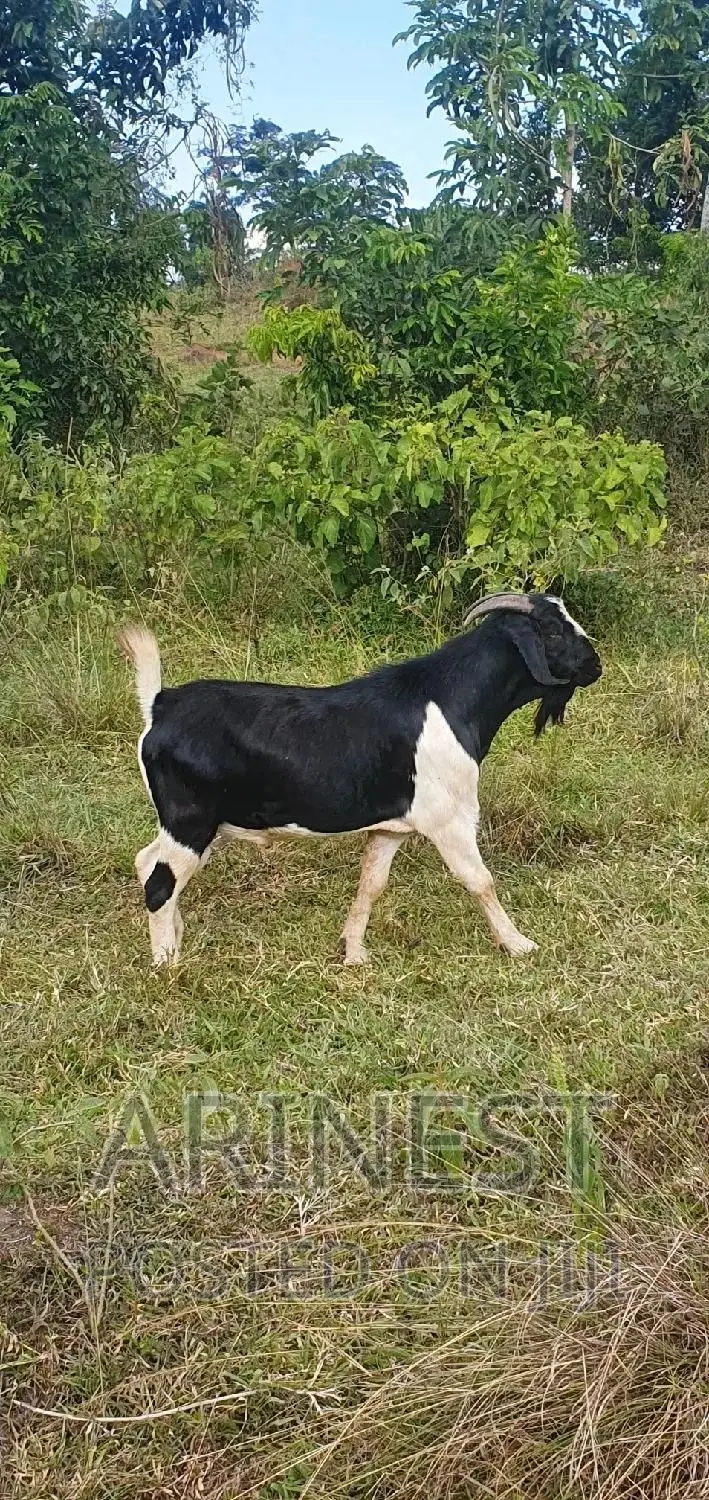 Boar Male 95% Breeding Ratio