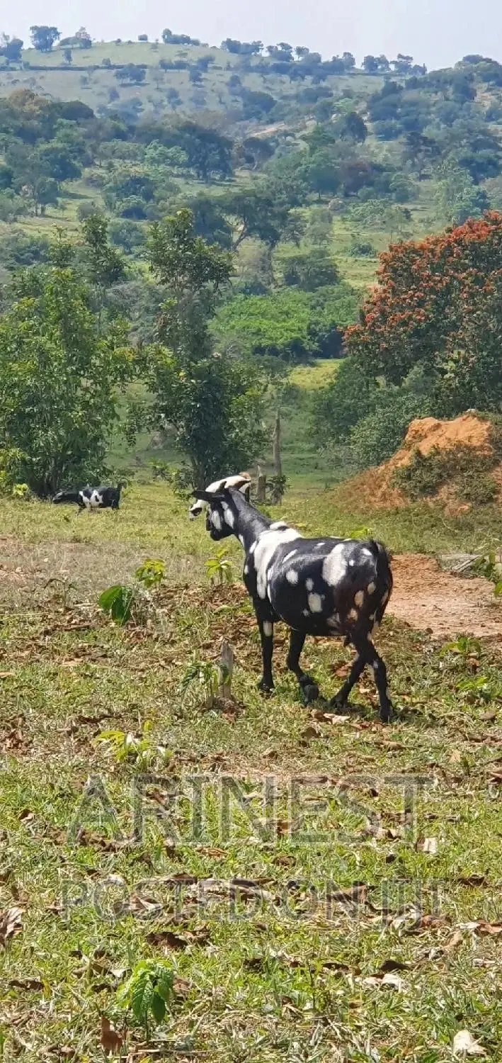 Female Kitanga