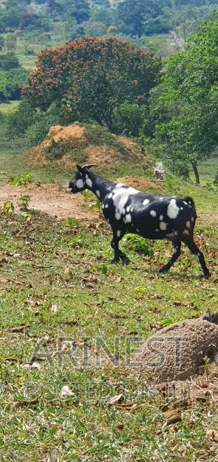 Female Kitanga