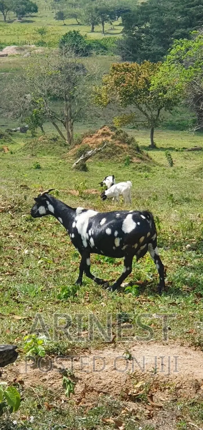 Female Kitanga