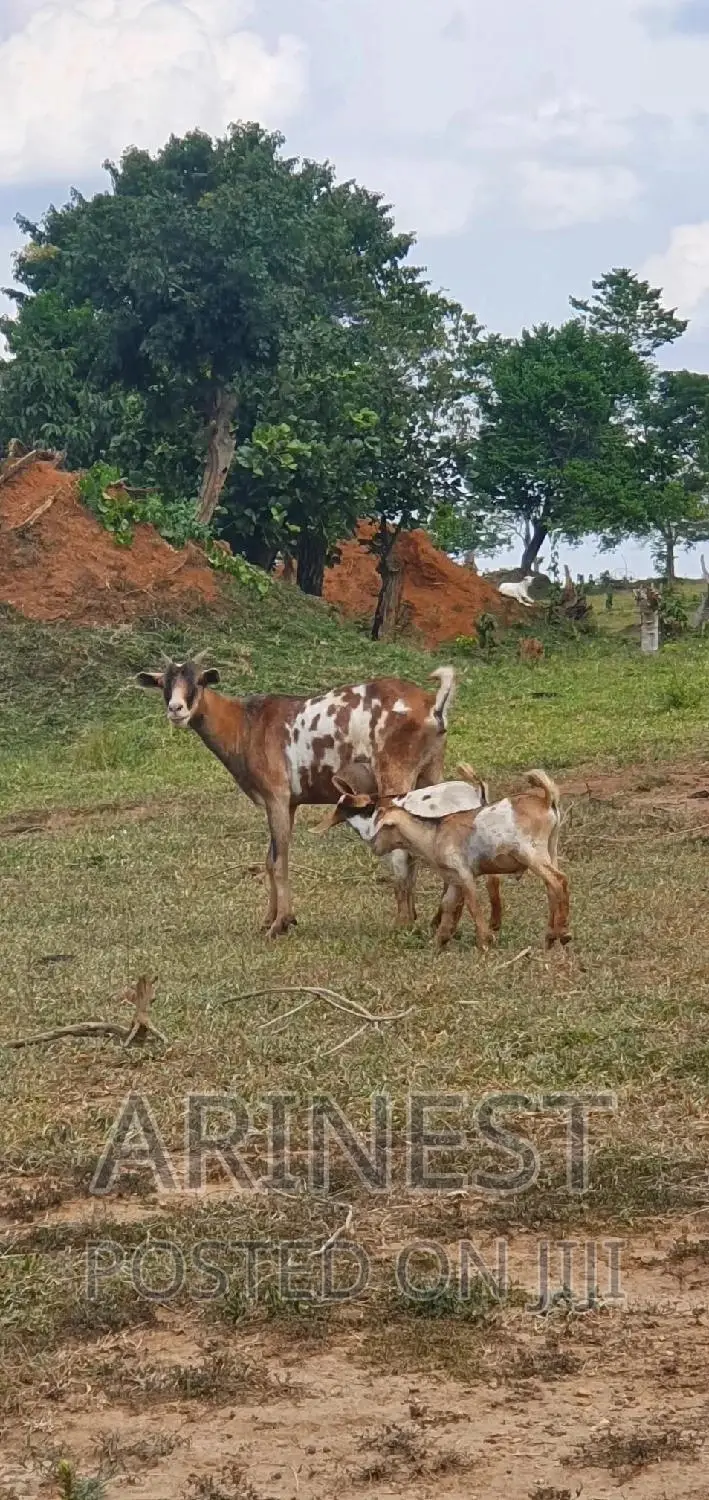 Savanna Female With 2kids