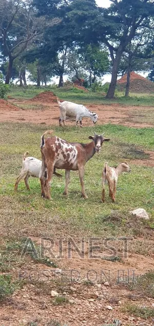 Savanna Female With 2kids