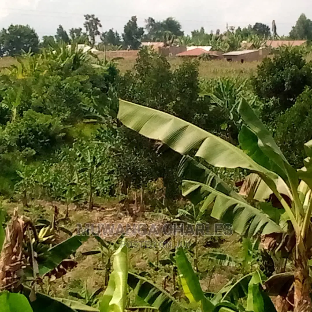 Plot of Land for Sale at Namulonge