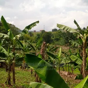 Plot of Land for Sale at Namulonge