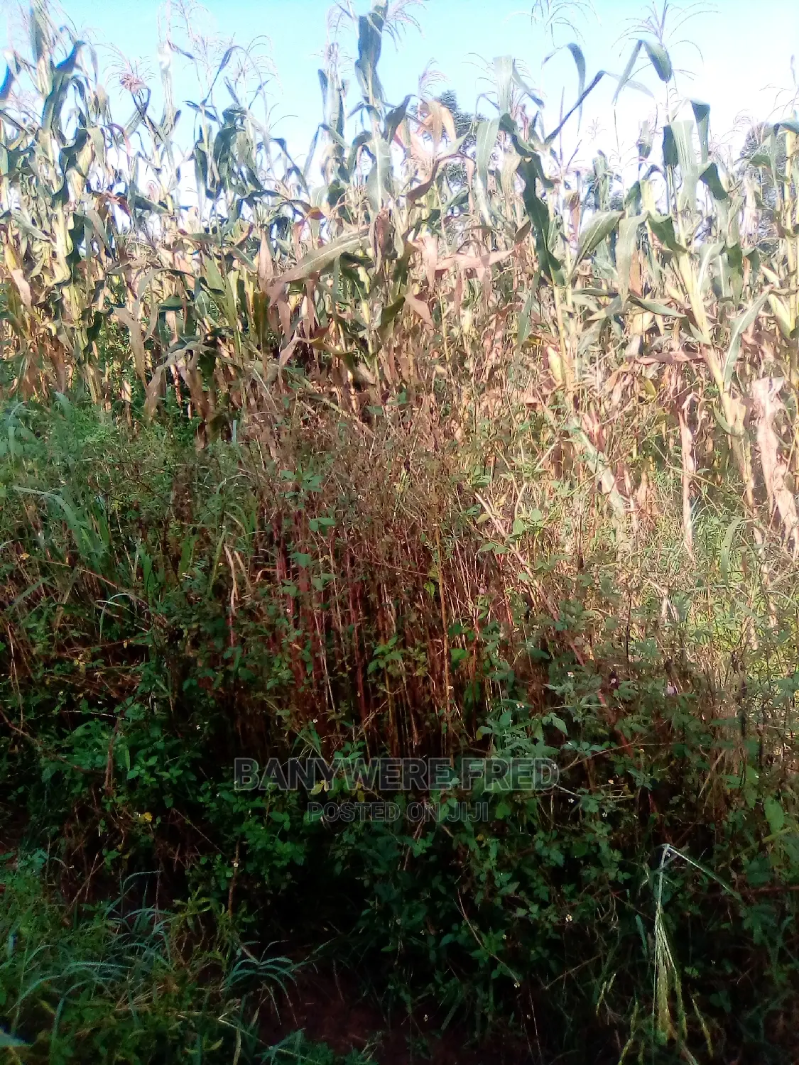 8 Acres of Farmland for Sale in Kyampisi