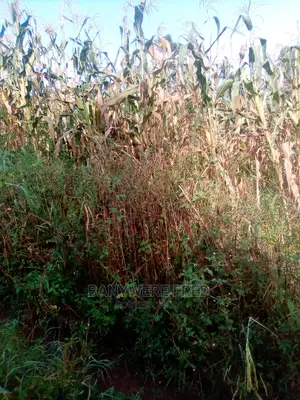 8 Acres of Farmland for Sale in Kyampisi