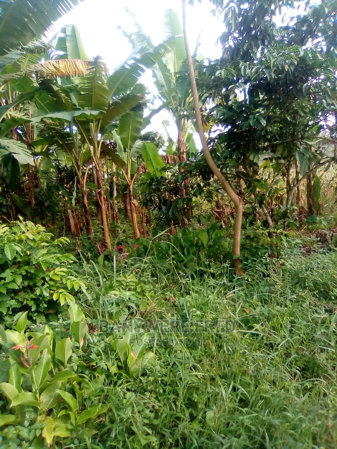 100/100 Plot for Sale in Mulawa Kira