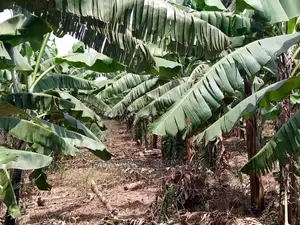 15decimals Plot of Land for Sale at Sonde Misindye