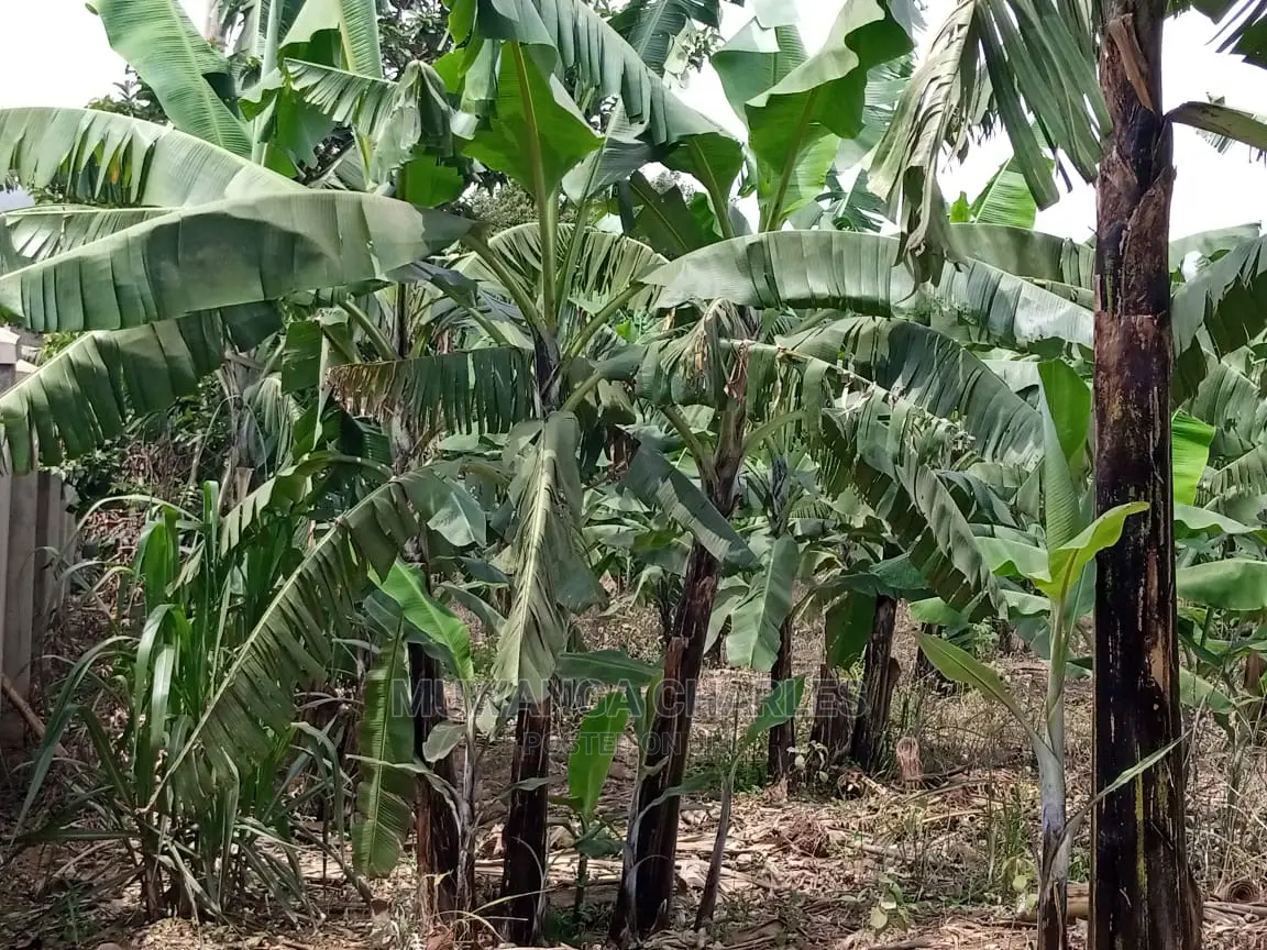 15decimals Plot of Land for Sale at Sonde Misindye