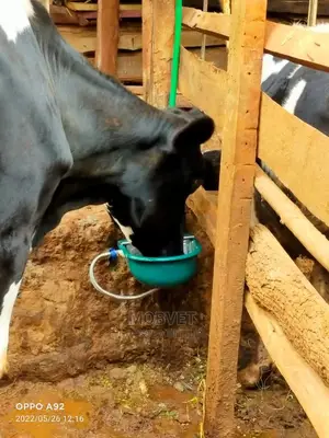 Automatic Cow Drinker Bowls