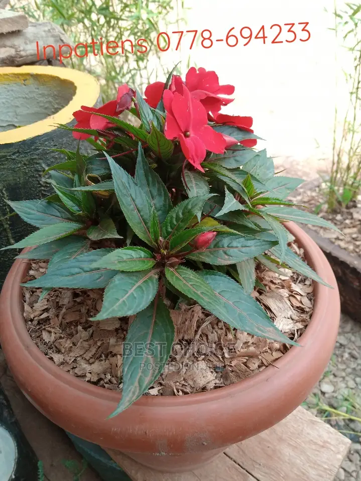 Potted Flowers /Plants and Non Poted Flowers and Plants.
