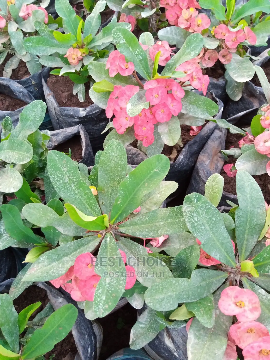 Potted Flowers /Plants and Non Poted Flowers and Plants.