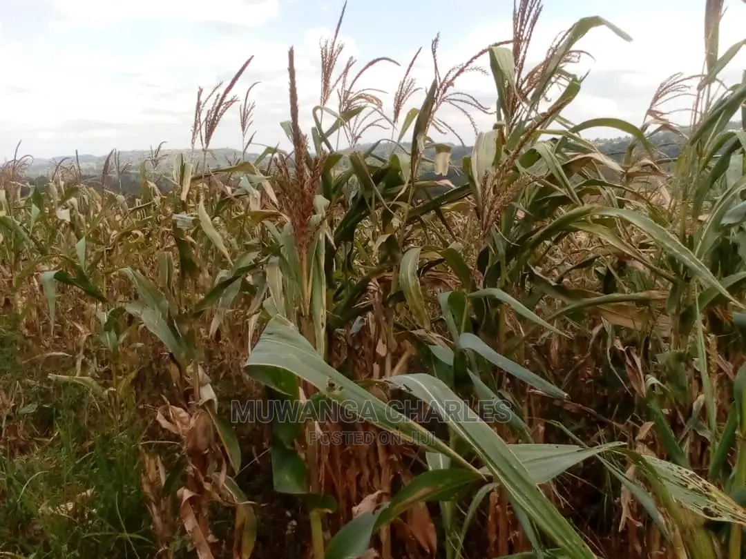 30acres of Land for Sale at Zirobwe Kikyusa