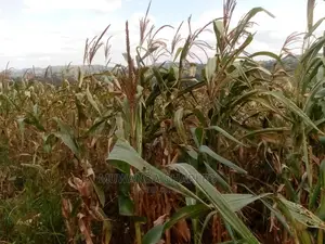 30acres of Land for Sale at Zirobwe Kikyusa