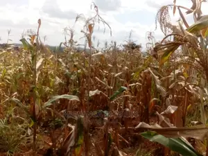 30acres of Land for Sale at Zirobwe Kikyusa