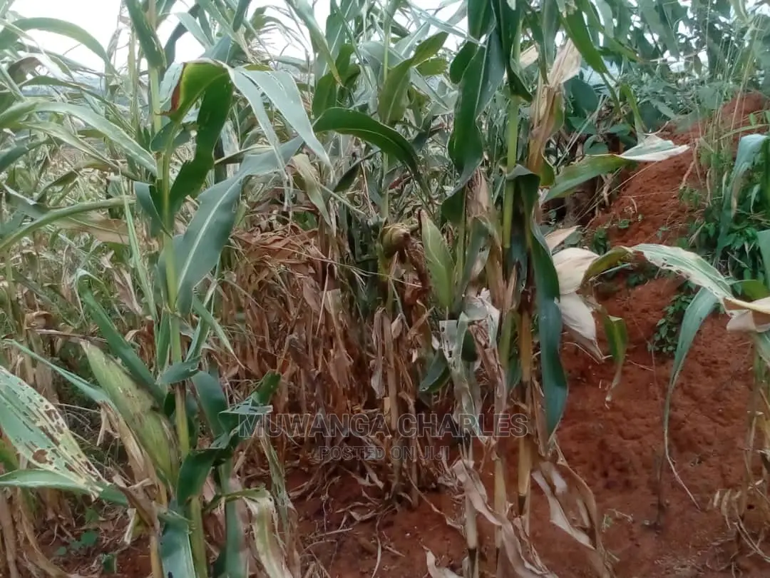 30acres of Land for Sale at Zirobwe Kikyusa