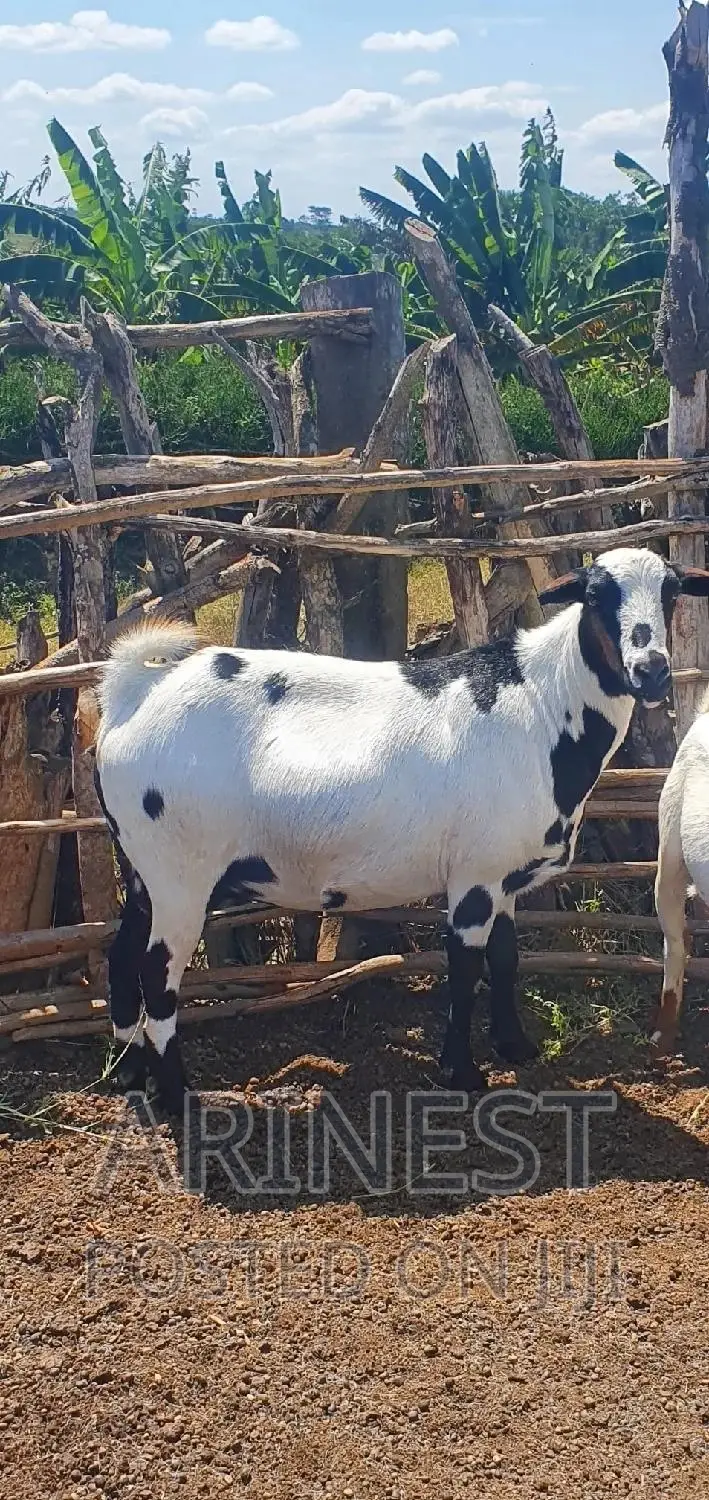 Heavily Pregnant Goat