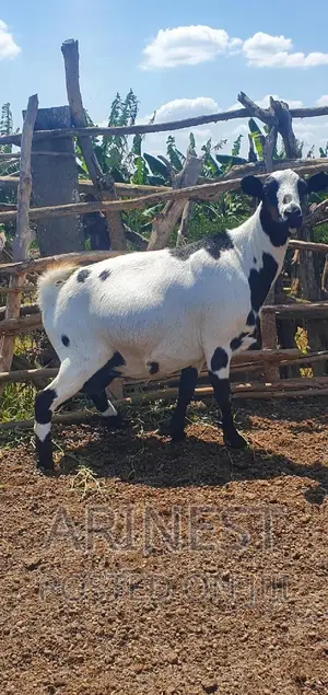 Heavily Pregnant Goat