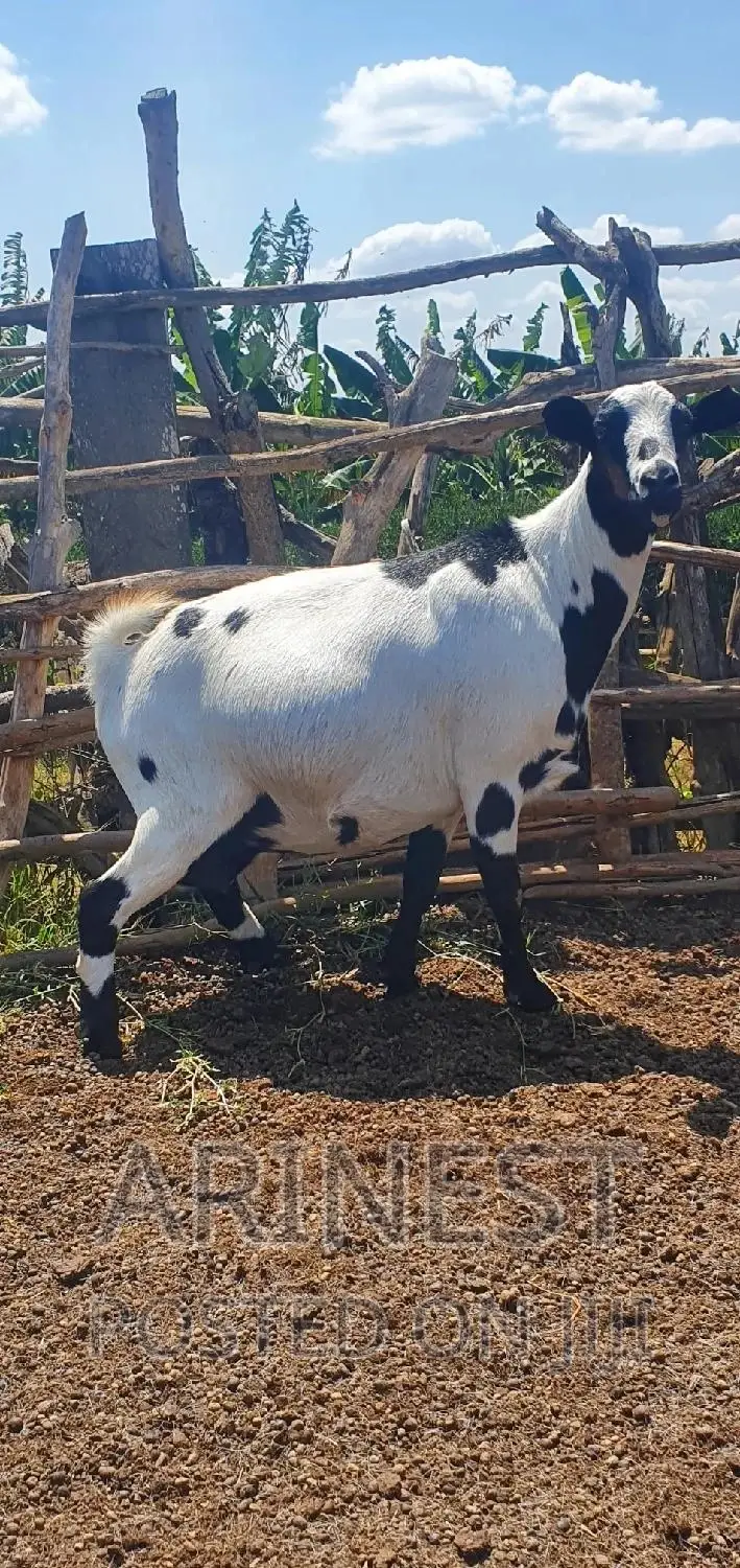 Heavily Pregnant Goat