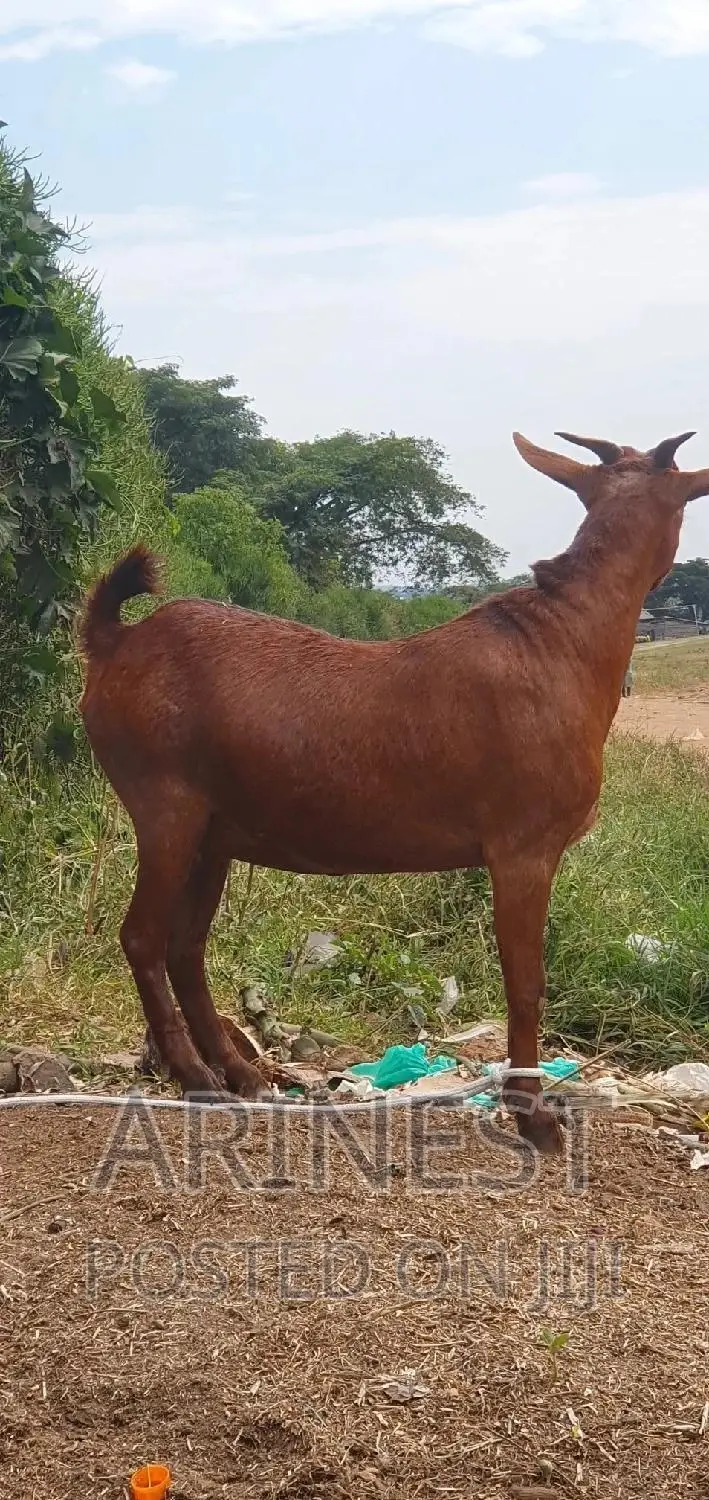Savanna Goat for Sale