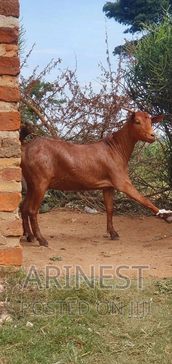 Savanna Goat for Sale