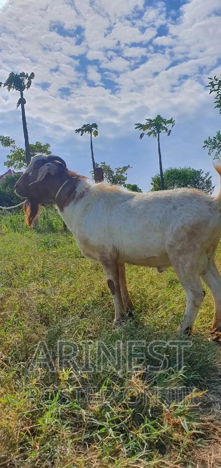 Boar Male With a High Breeding Ratio
