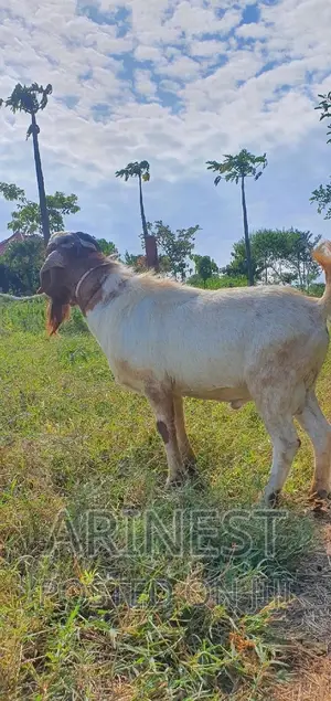 Boar Male With a High Breeding Ratio