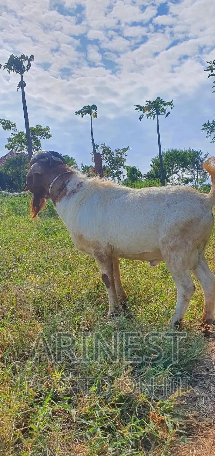 Boar Male With a High Breeding Ratio