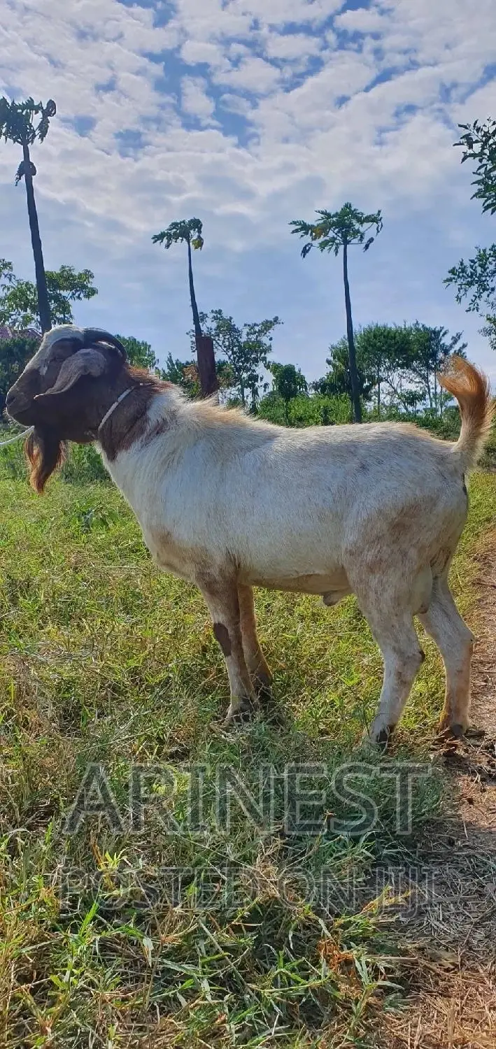 Boar Male With a High Breeding Ratio