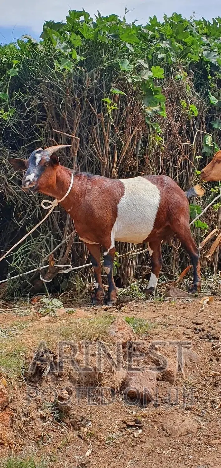Savannna Female