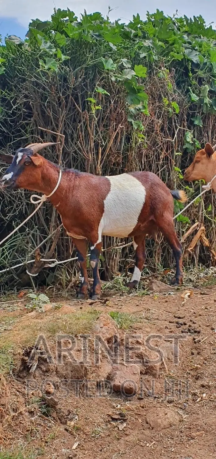 Savannna Female