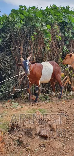 Savannna Female