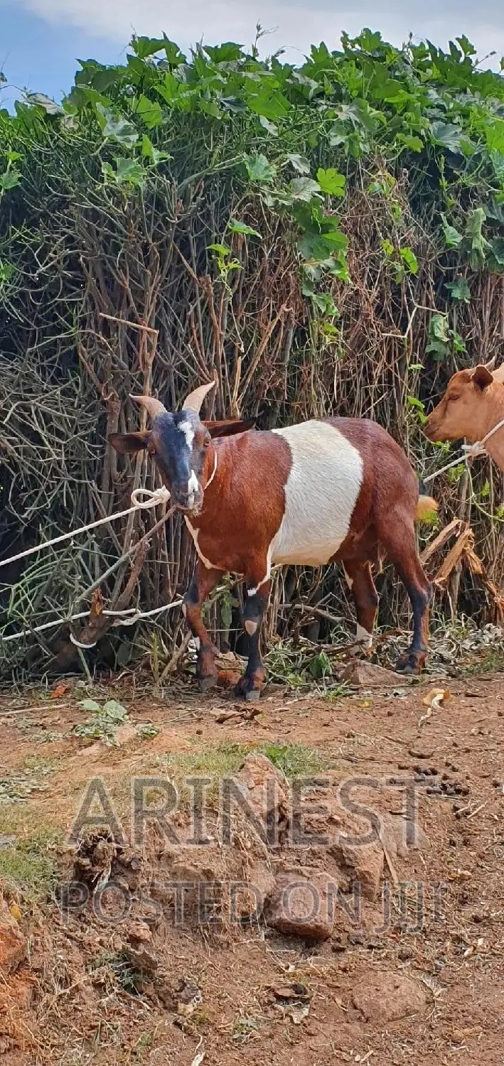 Savannna Female