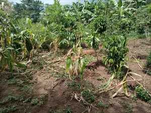 2acres of Land for Sale at Zirobwe Janda