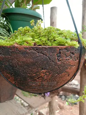 Potted Flowers and Plants to Add Beauty to Your Property.