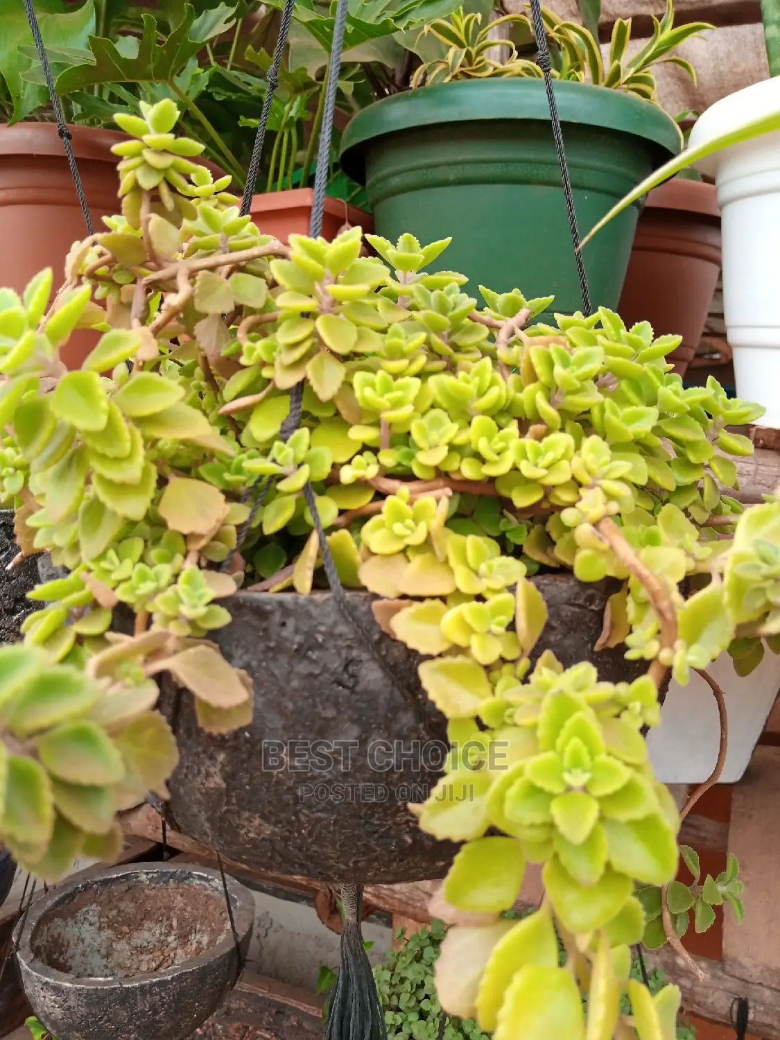 Potted Flowers and Plants to Add Beauty to Your Property.