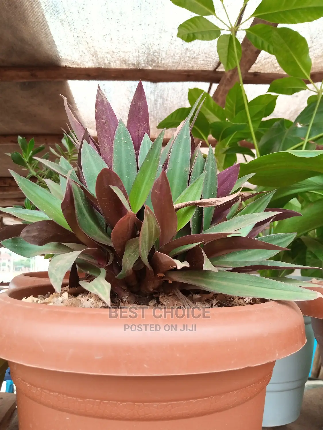 Potted Flowers and Plants to Add Beauty to Your Property.