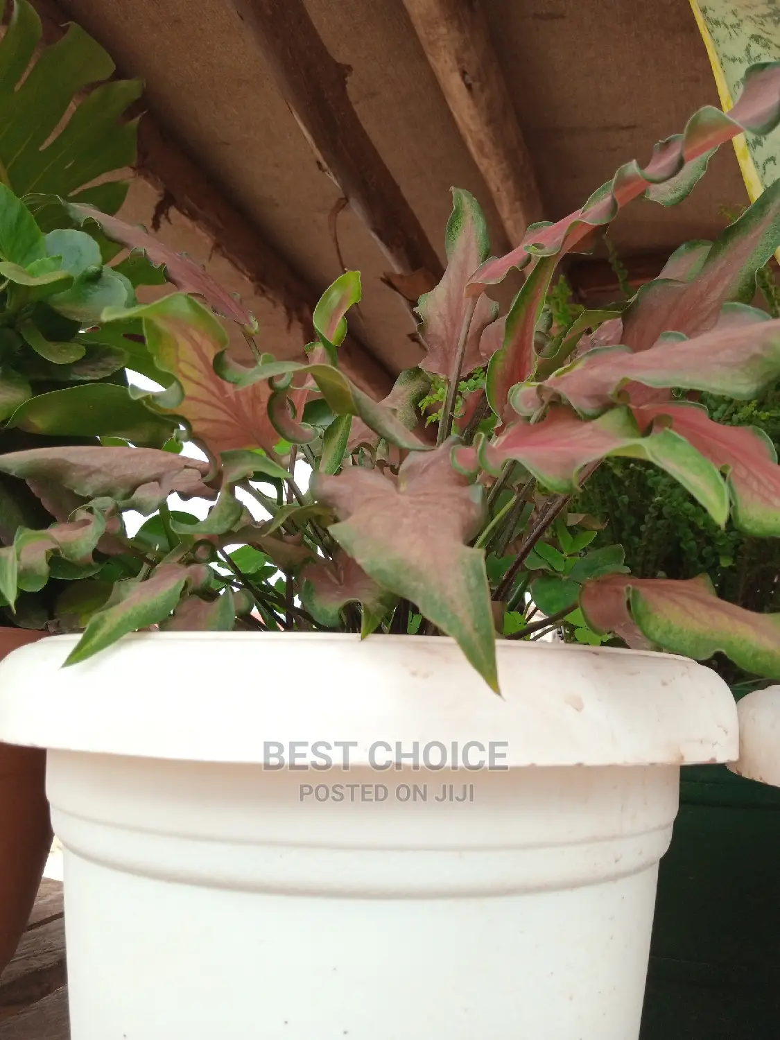 Potted Flowers and Plants to Add Beauty to Your Property.