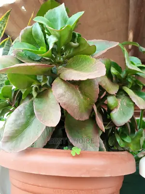 Potted Flowers and Plants to Add Beauty to Your Property.