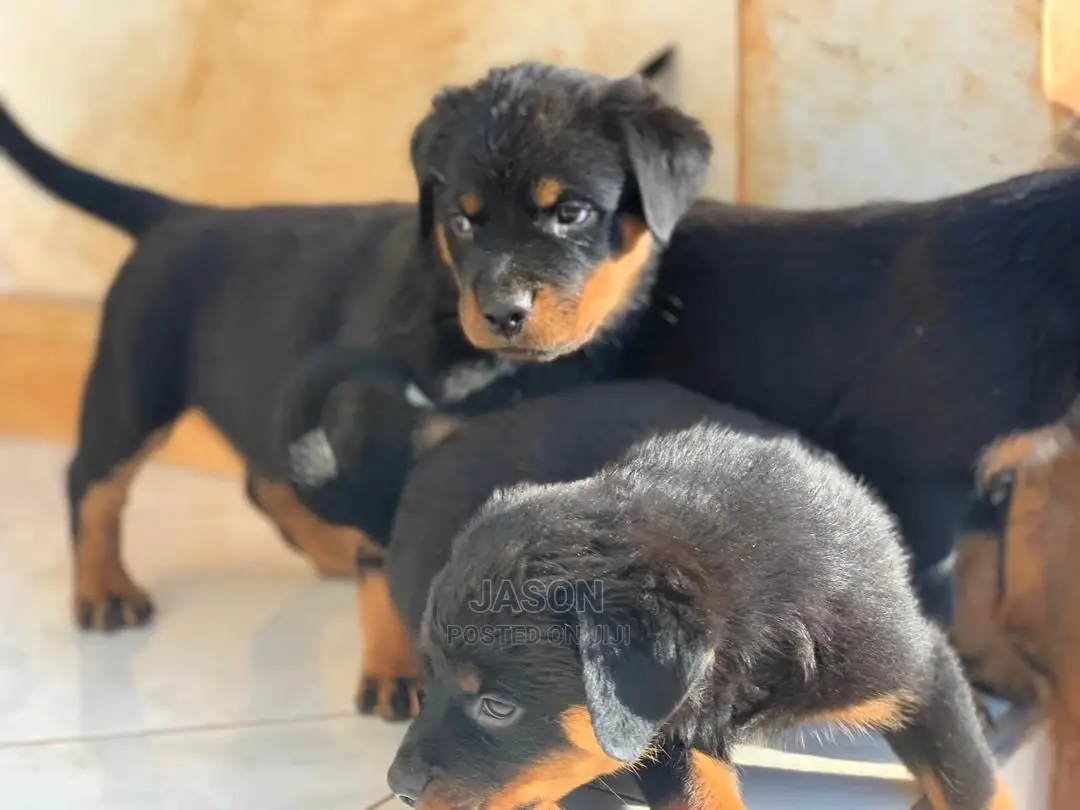 1-3 months Female Purebred Rottweiler