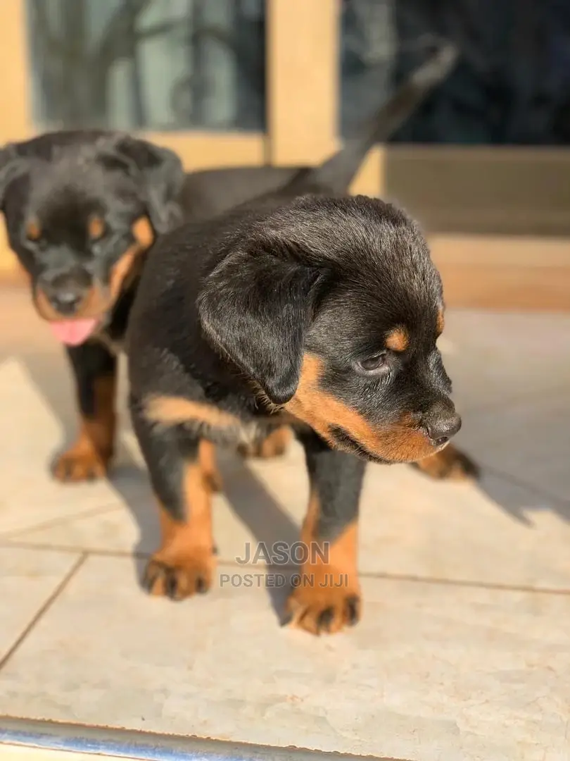 1-3 months Female Purebred Rottweiler