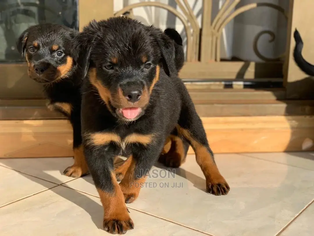 1-3 months Female Purebred Rottweiler