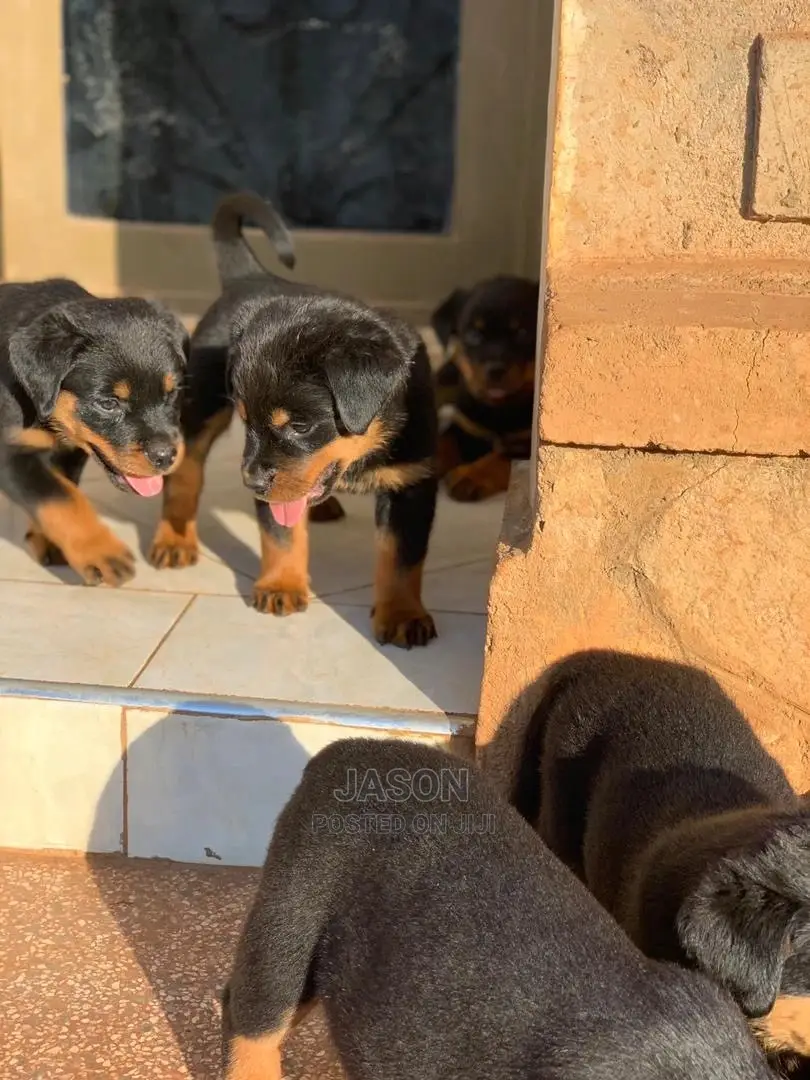 1-3 months Female Purebred Rottweiler